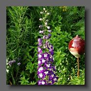 Delphinum (le jardin de la poterie Hillen) www.poterie.fr -07.jpg